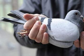 Prečo holubice snívajú - základná interpretácia