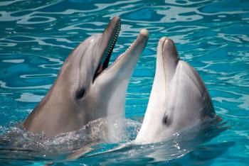 Delfíny sú vodné cicavce